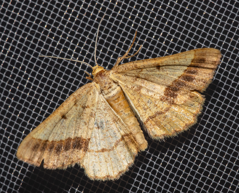 Tephrina arenacearia - lucerna-araszoló