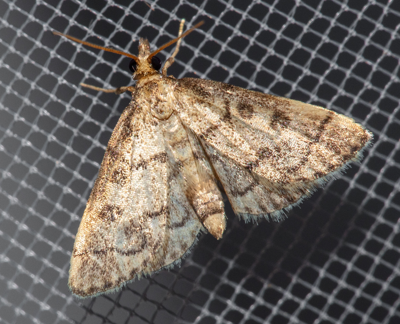 Metasia ophialis - kígyósávos tűzmoly