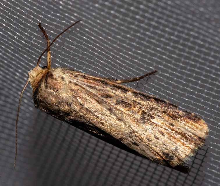 Axylia putris - vonalkás földibagoly