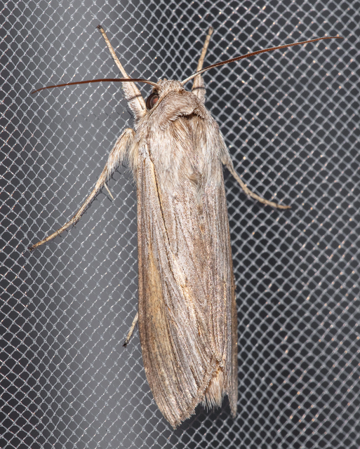 Cucullia umbratica - közönséges csuklyásbagoly