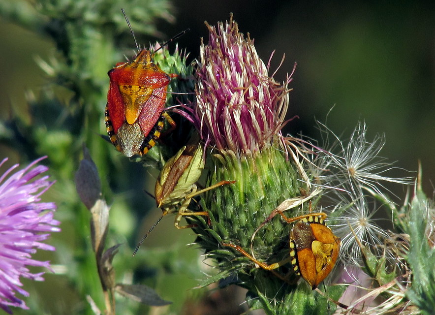 Carpocoris
