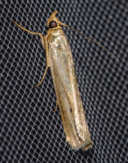 Selagia argyrella - ezüstös karcsúmoly