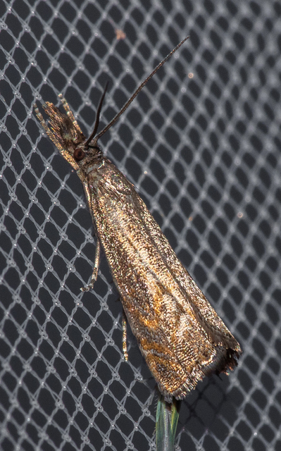 Platytes cerussella - törpe fűgyökérmoly
