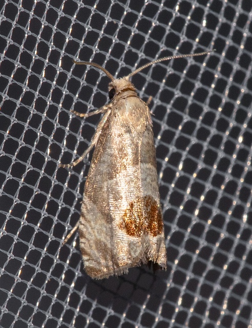 Notocelia uddmanniana - málnasodró tükrösmoly