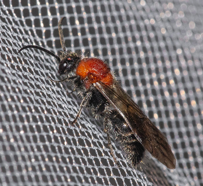 Hymenoptera - Hártyásszárnyúak