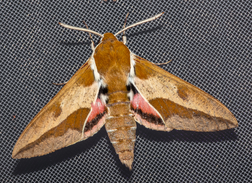 Hyles euphorbiae - kutyatejszender