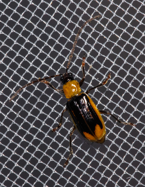 Diabrotica virgifera - amerikai kukoricabogár