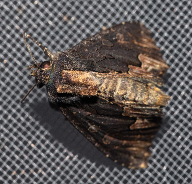 Dypterygia scabriuscula - szurokbarna nyáribagoly