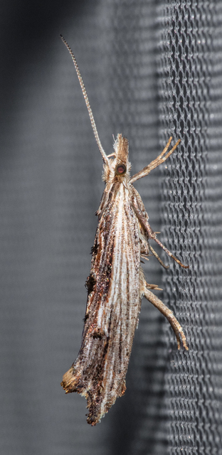 Ypsolopha scabrella - körtelevél-tarkamoly
