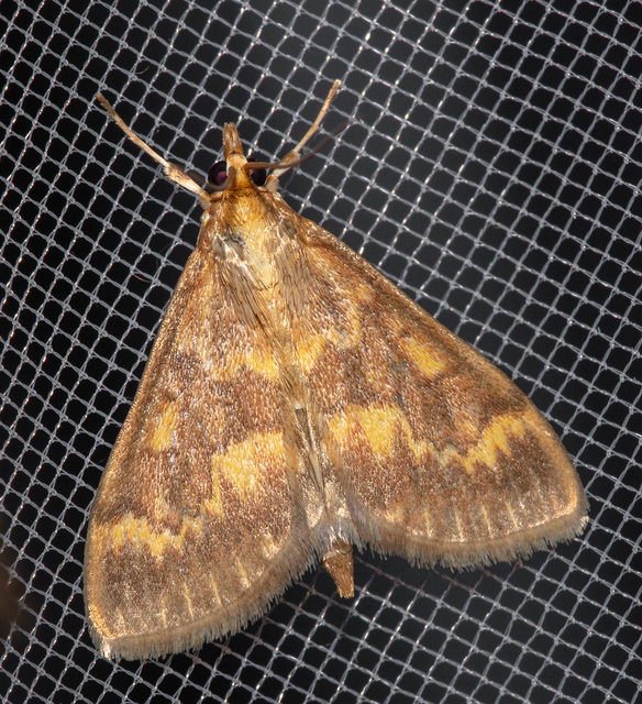 Ostrinia nubilalis - kukoricamoly