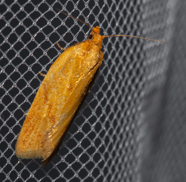 Clepsis pallidana - aranysárga sodrómoly