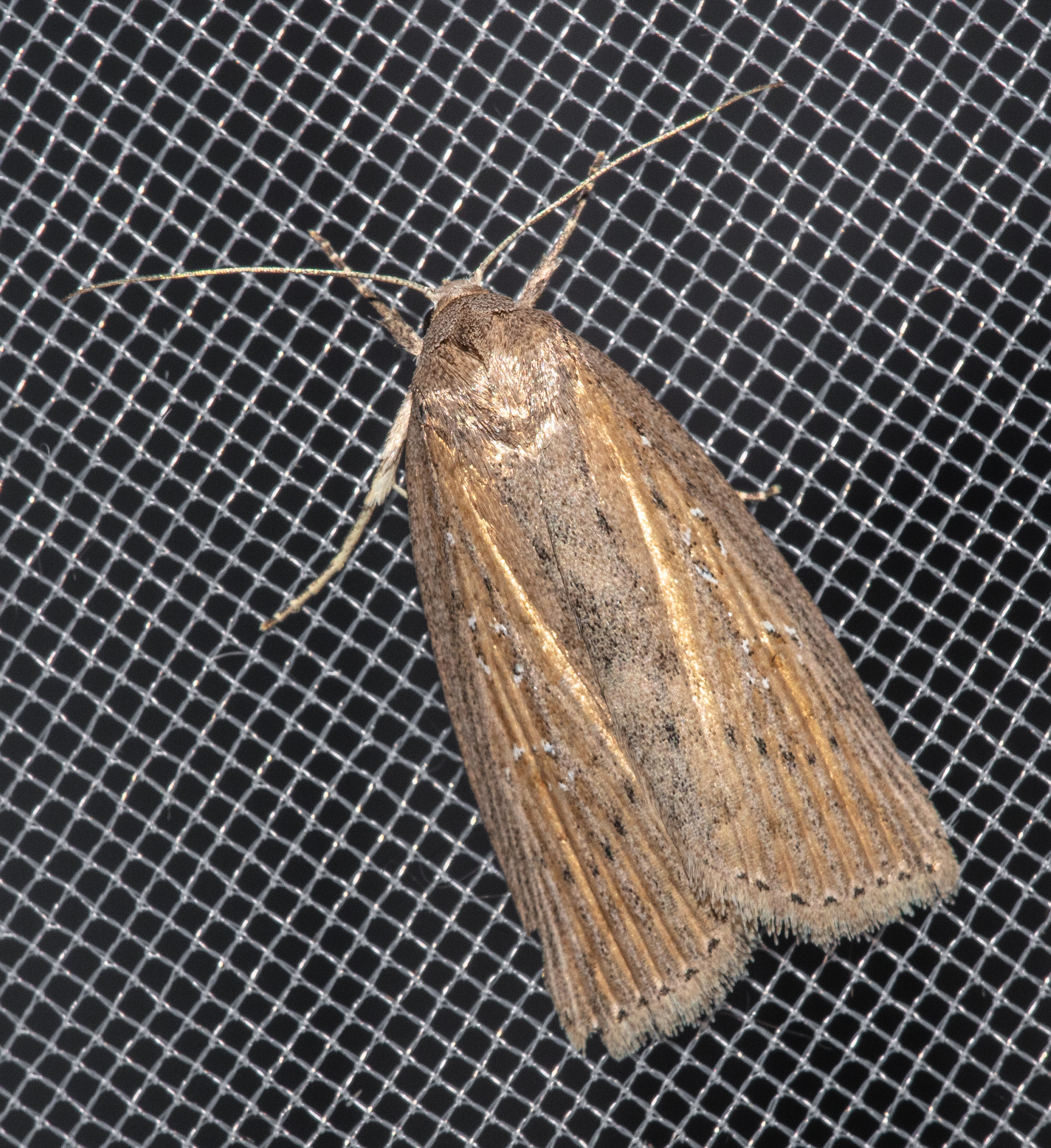 Chilodes maritima - négyfoltos nádibagoly