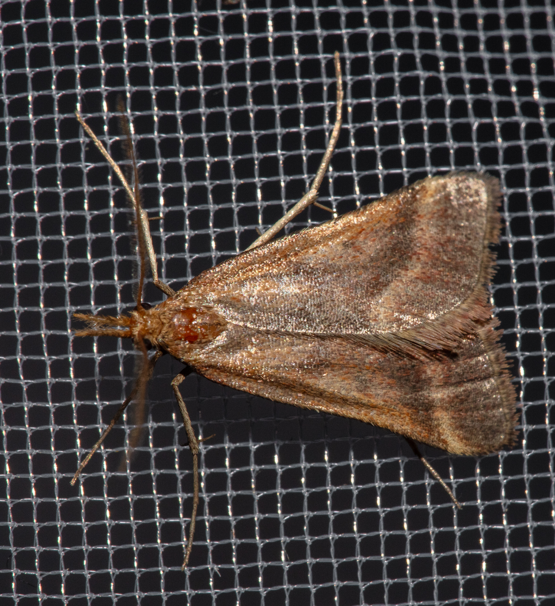 Synaphe punctalis - hosszúlábú fényilonca