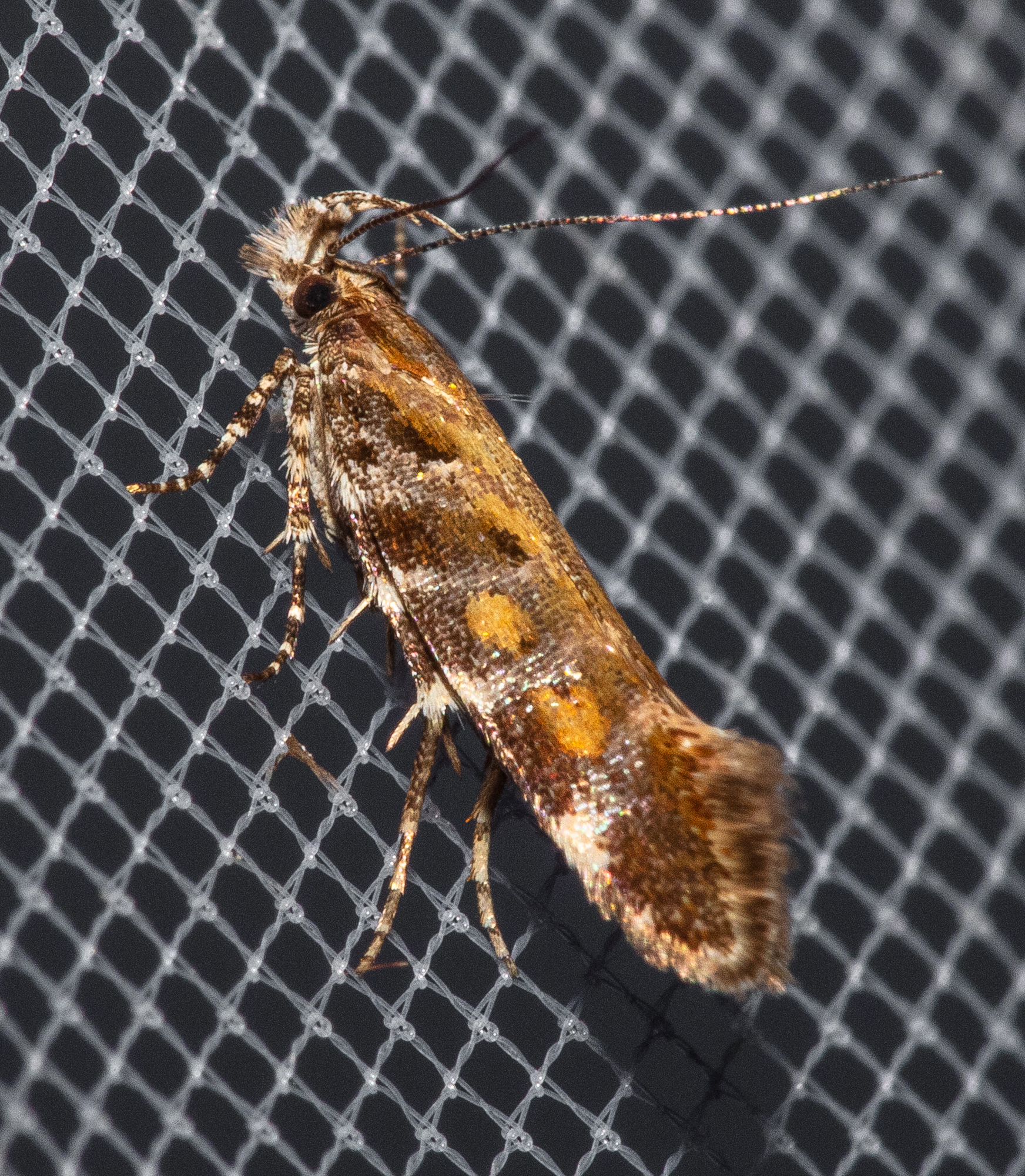 Aristotelia