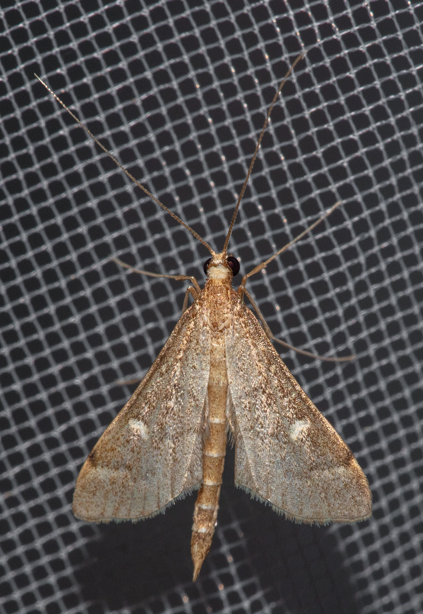 Dolicharthria punctalis - hosszúlábú tűzmoly