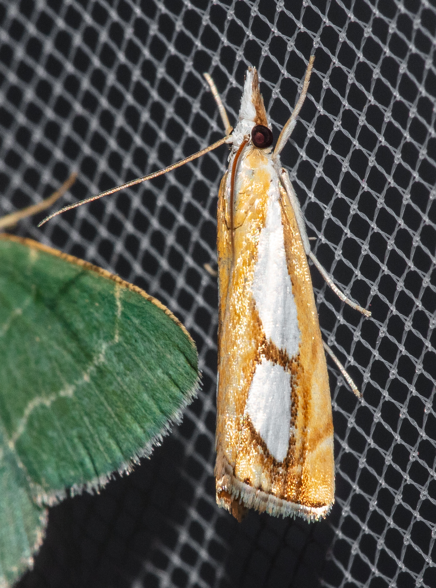 Catoptria pinella - ezüstös fűgyökérmoly