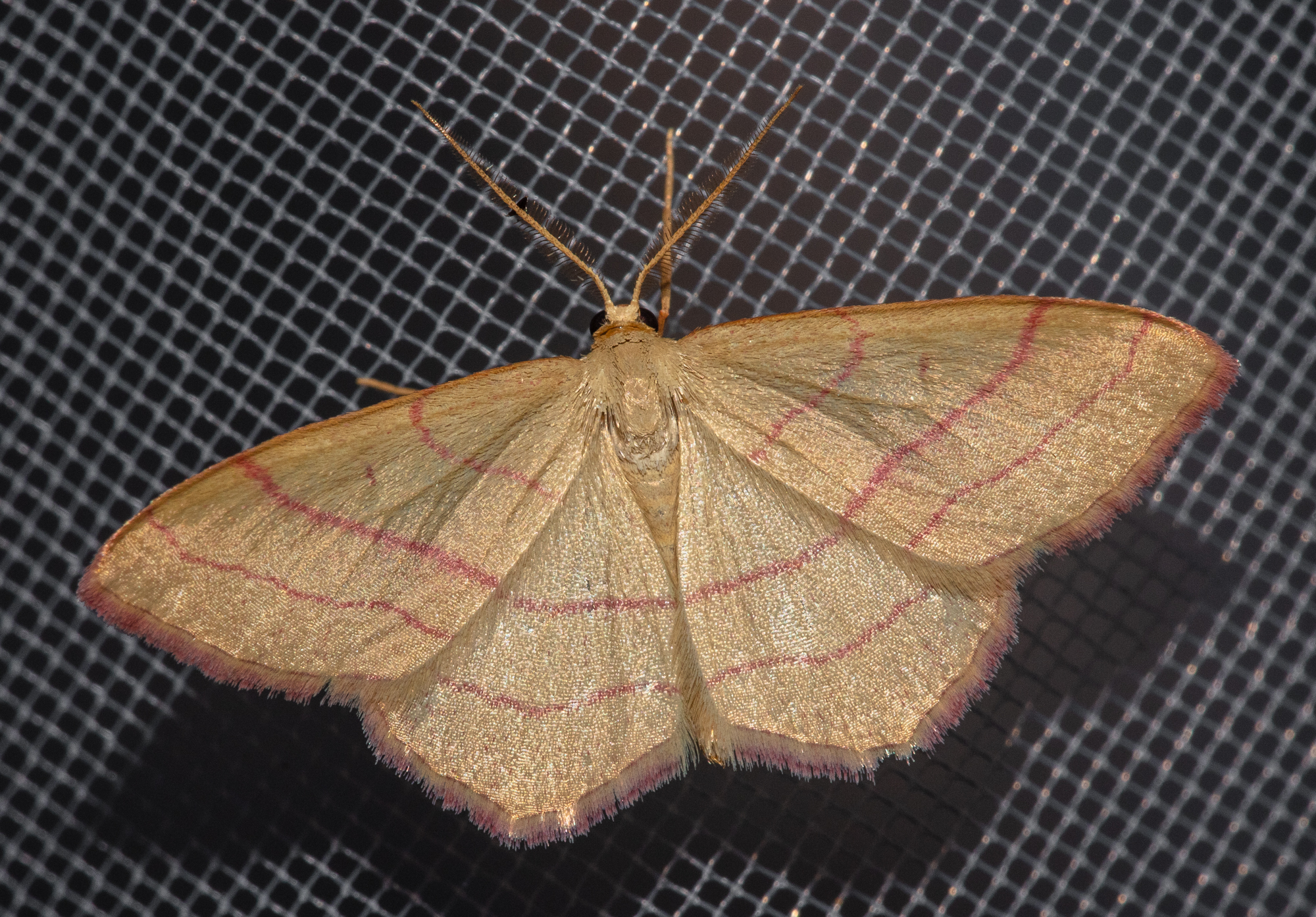 Rhodostrophia vibicaria - pirosszélű araszoló