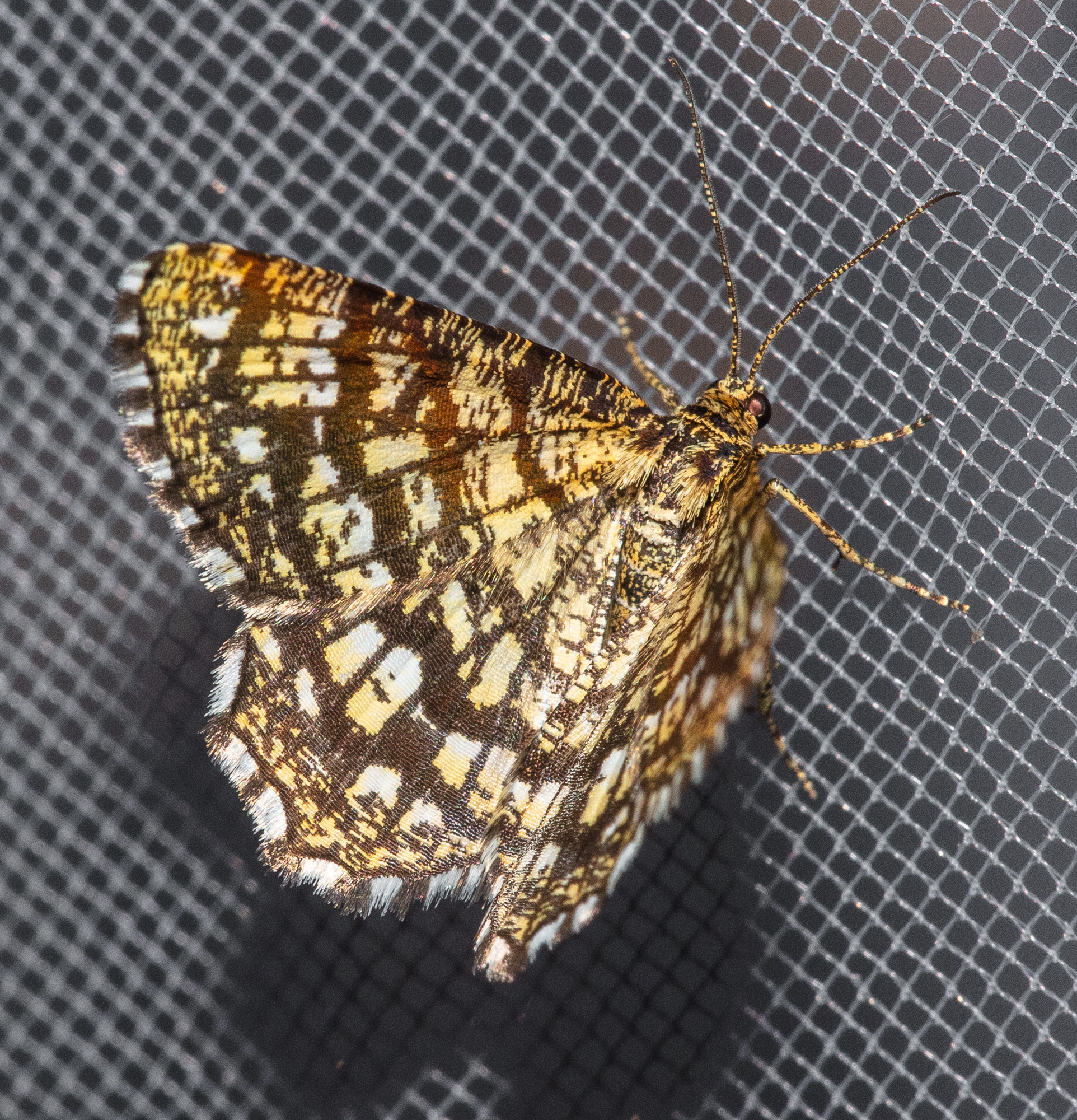 Chiasmia clathrata - rácsos rétiaraszoló