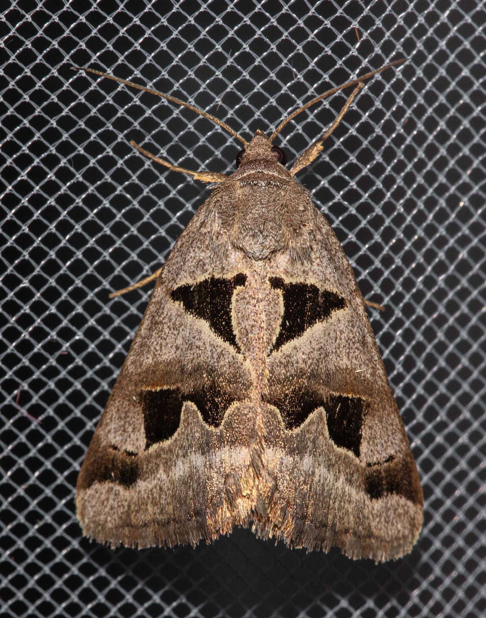 Gonospileia triquetra - kakukkfű-nappalibagoly