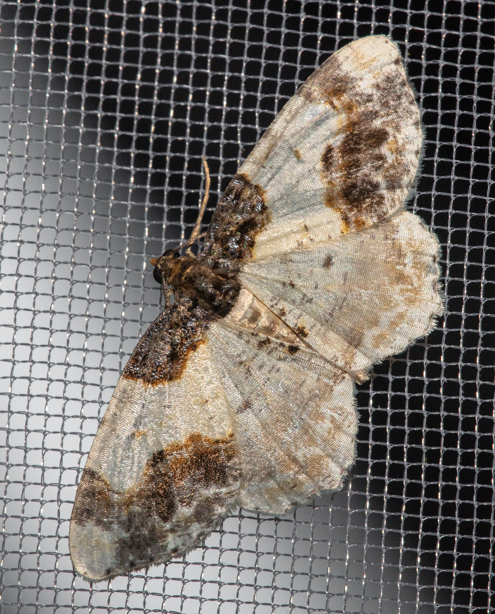 Ligdia adustata - barna levélaraszoló