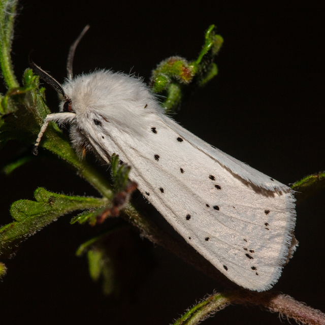 Spilosoma lubricipedum/urticae