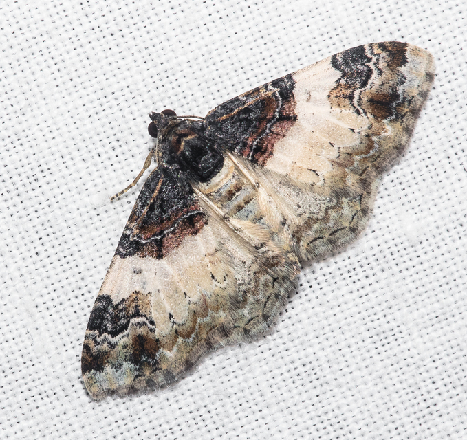 Catarhoe cuculata - csuklyás tarkaaraszoló
