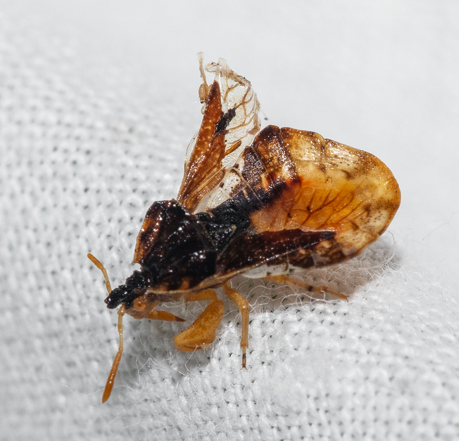 Phymata crassipes - fogólábú poloska