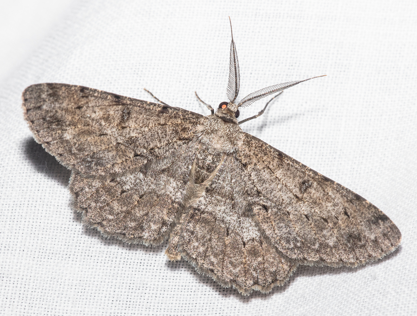 Hypomecis punctinalis - pettyes faaraszoló