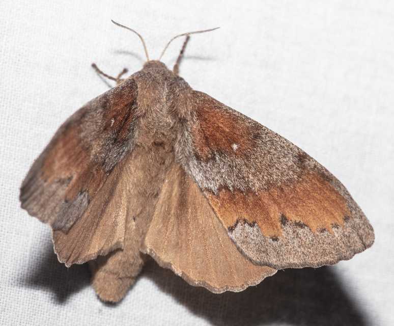 Dendrolimus pini - fenyőpohók