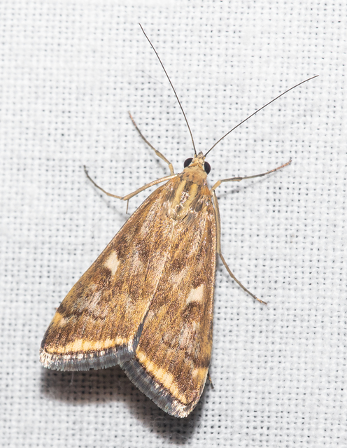 Loxostege sticticalis - muszkamoly