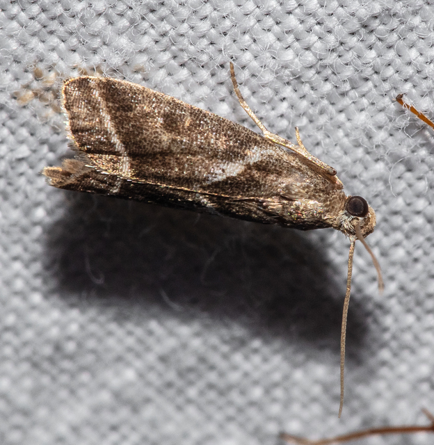 Nyctegretis
