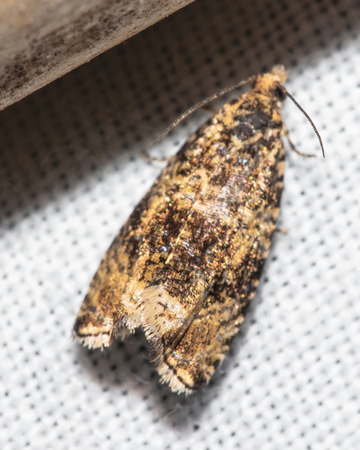 Celypha lacunana - vízparti tükrösmoly