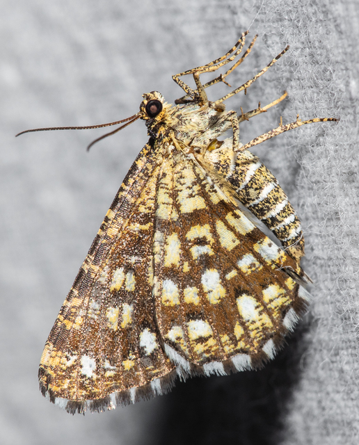 Chiasmia clathrata - rácsos rétiaraszoló
