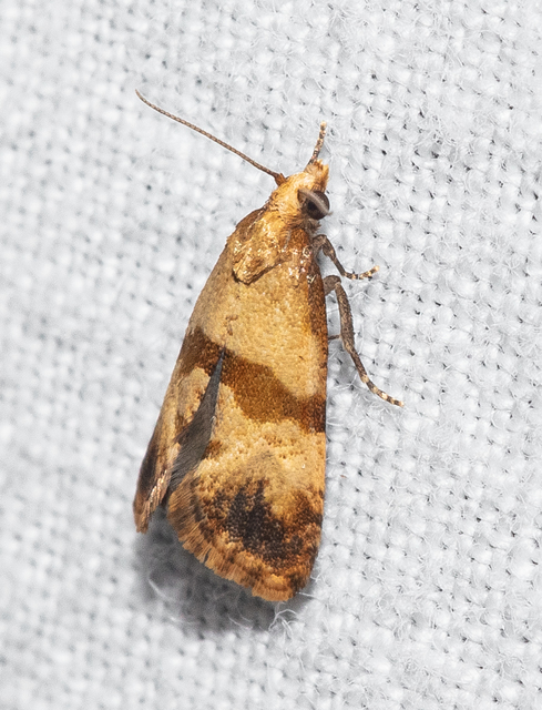 Phalonidia contractana - pipitér-fúrómoly