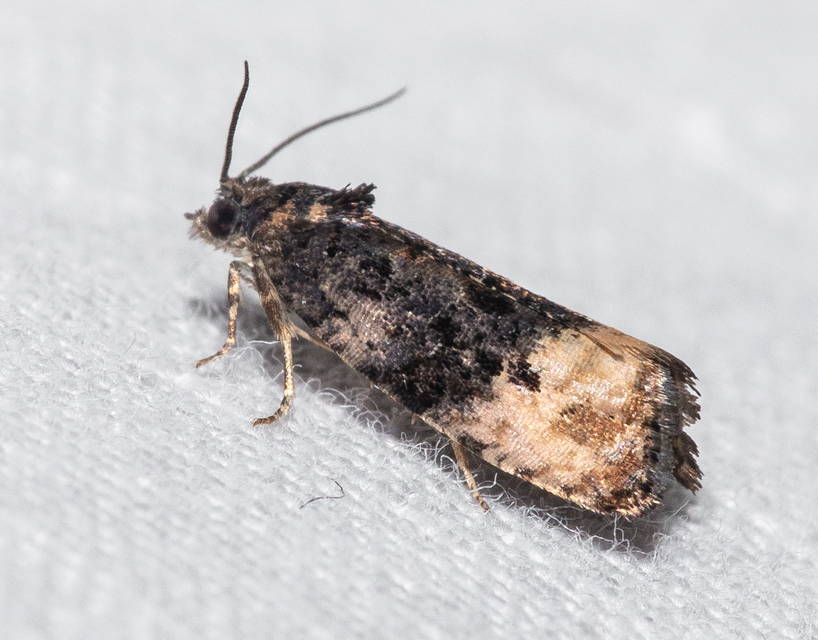 Metendothenia atropunctana - pettyes tükrösmoly