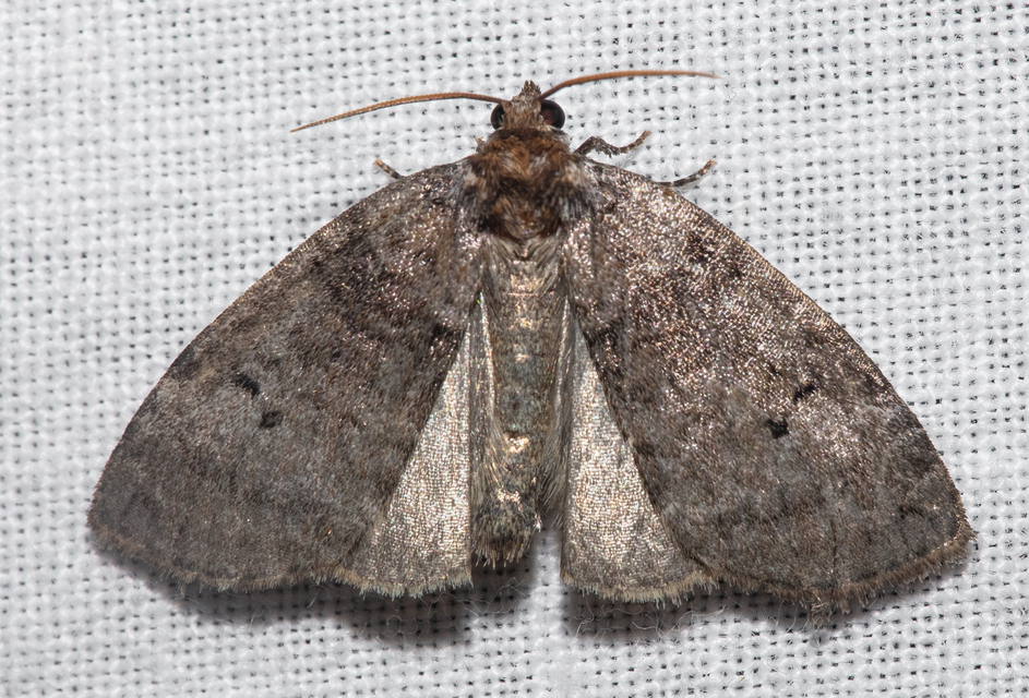 Ochropacha duplaris - égerlevél-pihésszövő