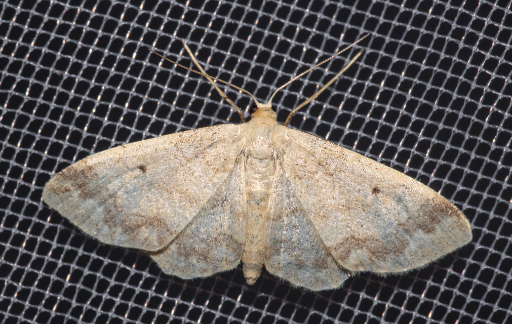 Idaea biselata - mocsári sávosaraszoló