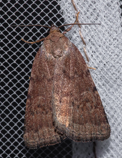 Acosmetia caliginosa - imolabagoly