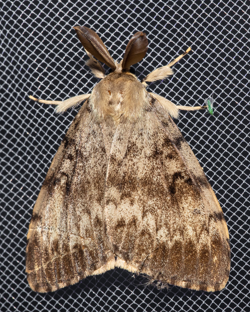 Lymantria dispar - gyapjaslepke