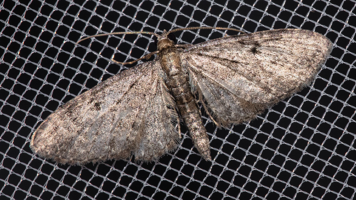 Eupithecia virgaureata - aranyvessző-törpearaszoló