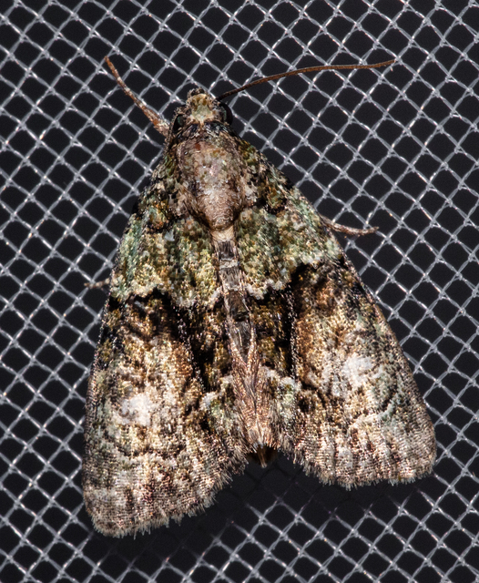 Cryphia algae - sárgászöld zuzmóbagoly