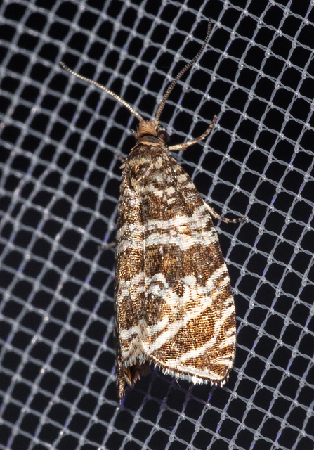 Celypha rivulana - dudvasodró tükrösmoly