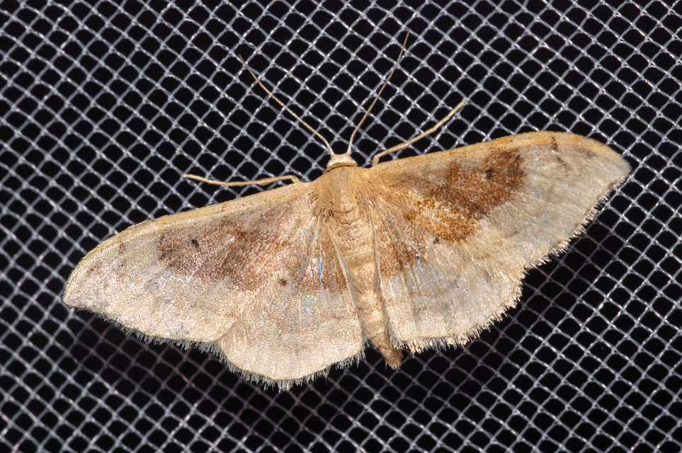 Idaea degeneraria - barnasávos araszoló