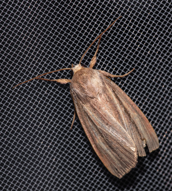 Mythimna pudorina - vörös rétibagoly