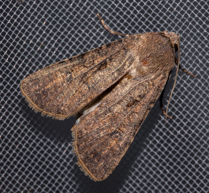 Agrotis segetum - vetési földibagoly