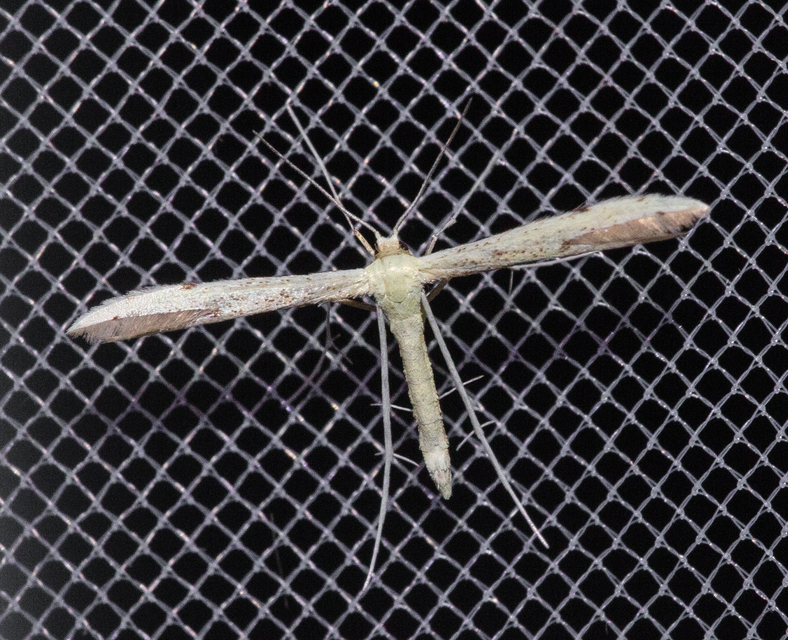 Pterophoridae - tollasmolyfélék