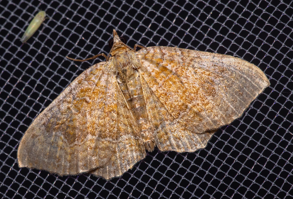 Camptogramma bilineata - kétvonalas sávosaraszoló