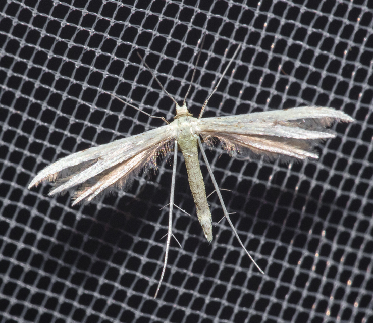 Pterophoridae - tollasmolyfélék
