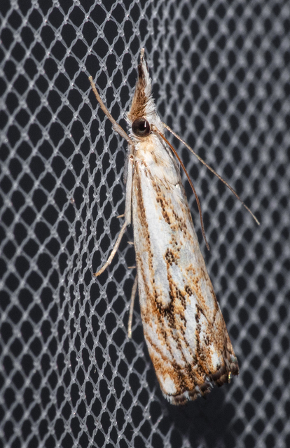 Catoptria falsella - hálós fűgyökérmoly