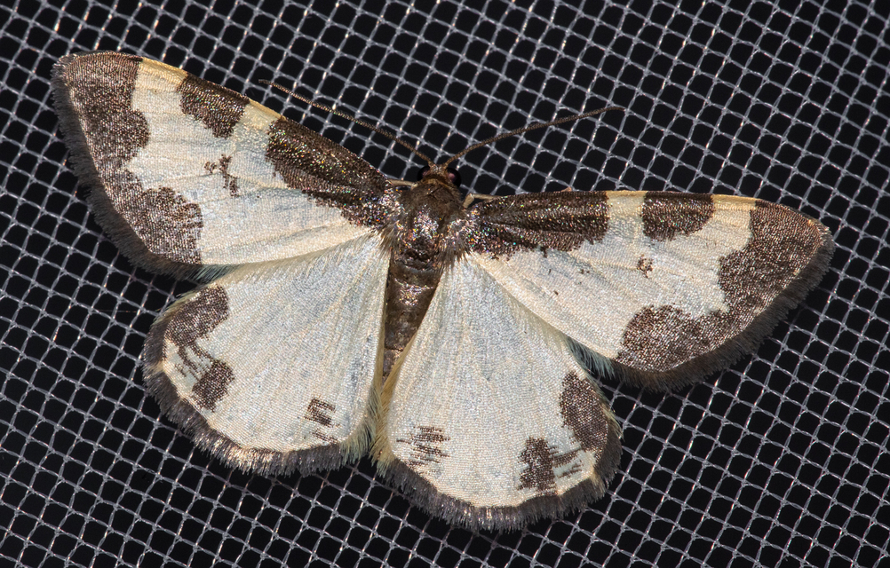 Lomaspilis marginata - szegélyes nyárfaaraszoló